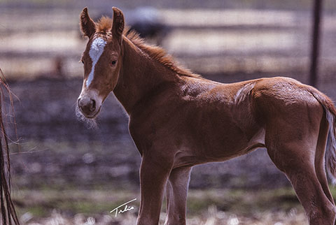 OU Cool Hand (White Hot Spot x Jannberey)