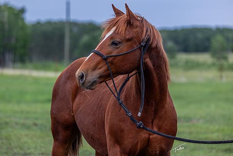 OU Cool Hand (White Hot Spot x Jannberey)