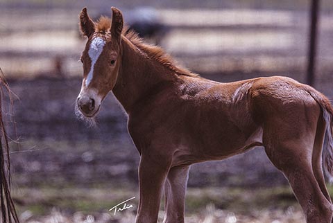 OU Cool Hand (White Hot Spot x Jannberey)