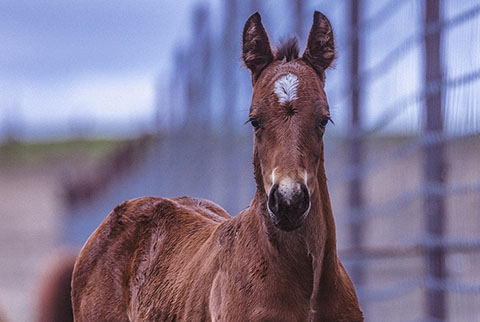 OU Chapparel (White Hot Spot x OU Pearl Jam)