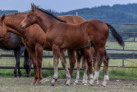 OU Chapparel (White Hot Spot x OU Pearl Jam)