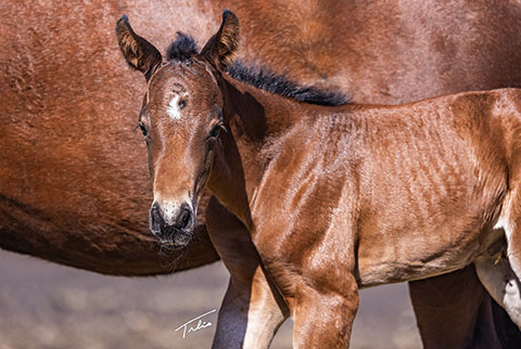 OU Wildflower (White Hot Spot x OU Snippy Lou Rey)