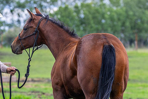 OU Wildflower (White Hot Spot x OU Snippy Lou Rey)