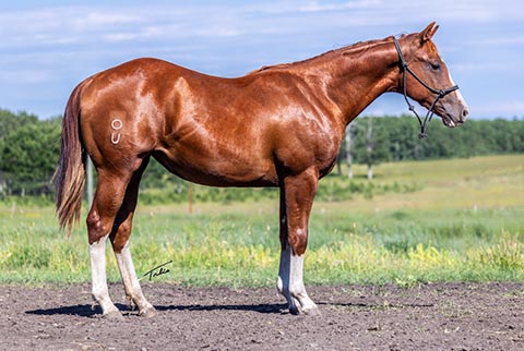 OU Backstreet (E Street Bay x Hotspot Catrena)