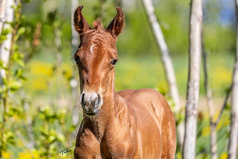 (May 13 filly)