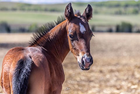 (May 18 colt) (E Street Bay x Lilith Fair)