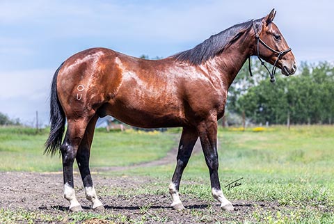 OU Big Rock (E Street Bay x Lilith Fair)