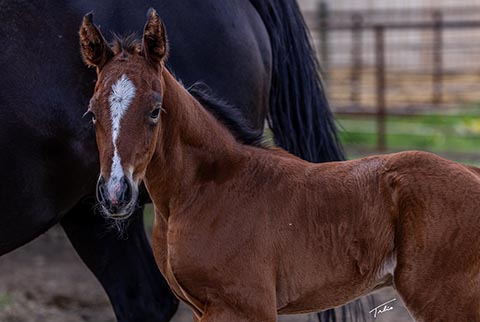 (June 1 filly) (E Street Bay x Moonstar Struck)