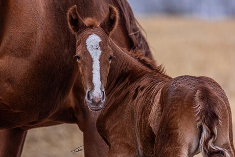 (May 15 colt) (E Street Bay x OU CJ Spot)