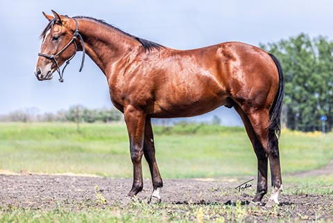 OU Freeway (E Street Bay x OU Goldie)