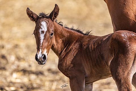 (May 11 filly) (E Street Bay x OU Kate)