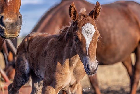 (May 17 filly) (E Street Bay x OU Miss N Gold)