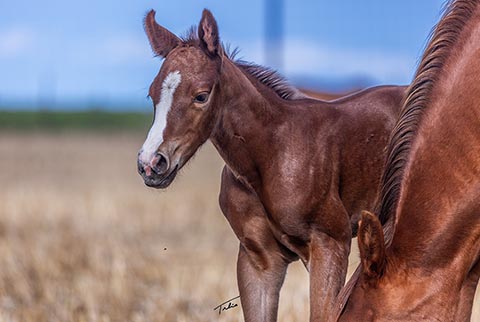 (May 24 filly) (He Be Stylish x CJ Miss N Gold)