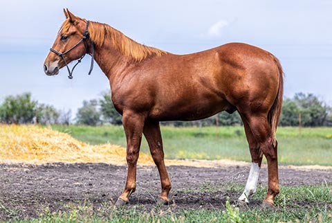 OU Country (He Be Stylish x Little Bit A Hottie)