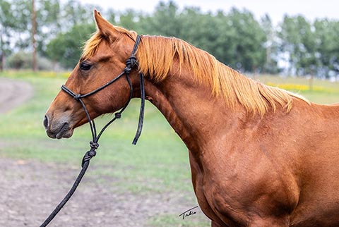 OU Country (He Be Stylish x Little Bit A Hottie)