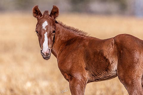 (May 4 colt) (He Be Stylish x Medicine Line)
