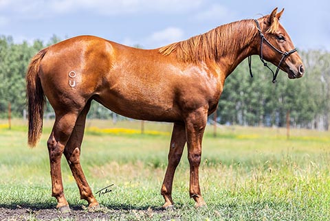 OU Like A Rock (He Be Stylish x OU Buckskin Badger)