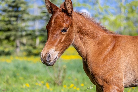 OU Like A Rock (He Be Stylish x OU Buckskin Badger)