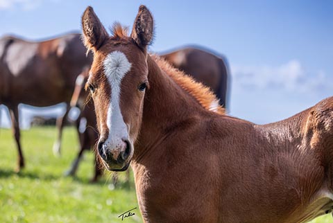 (May 29 colt) (He Be Stylish x OU Sage Hen)