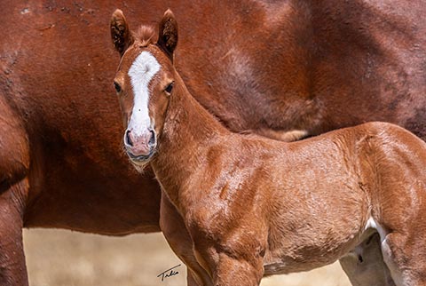 (May 19 filly) (He Be Stylish x Sheza Lil CJ)