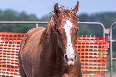 OU Grand Slam (He Be Stylish x Sheza Lil CJ)