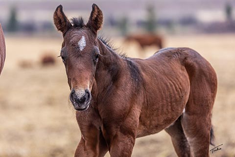(May 15 colt) (White Hot Spot x Dainty Skyline)