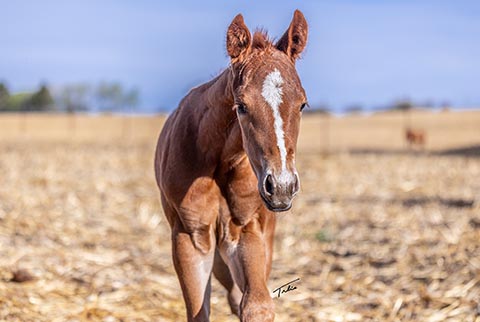 Hottern Elle* (White Hot Spot x Eight is Enough)