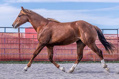 Hottern Elle* (White Hot Spot x Eight is Enough)