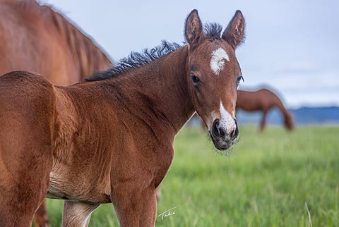 (May 29 filly) (White Hot Spot x Jannberey)
