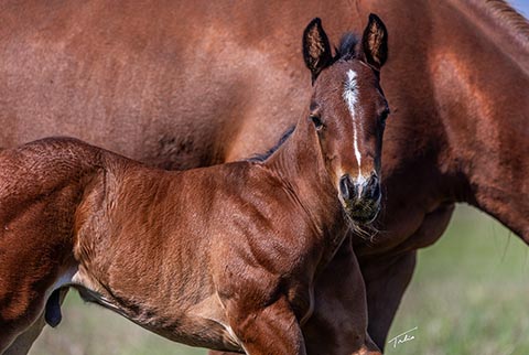 (May 21 colt) (White Hot Spot x Miss Tall Cotton)