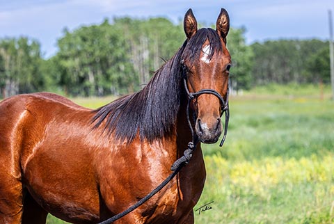 OU Challenger (White Hot Spot x OU Liza Jane)