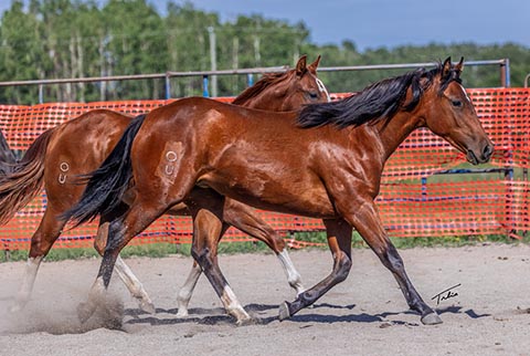 OU Challenger (White Hot Spot x OU Liza Jane)
