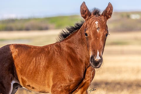 (May 17 filly) (White Hot Spot x OU Snippy Lou Rey)