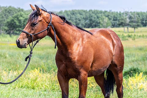 OU Easy Money (White Hot Spot x OU Snippy Lou Rey)