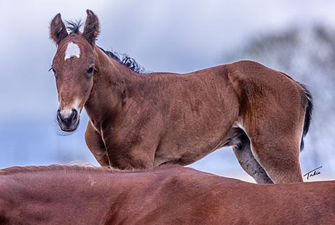 (May 22 filly) (White Hot Spot x Swinging Away)