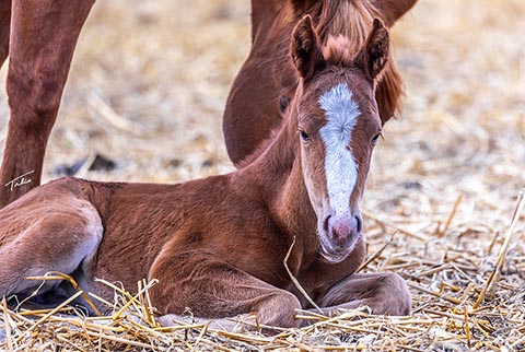 (May 13 filly)