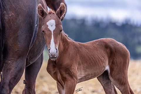 (May 15 colt)