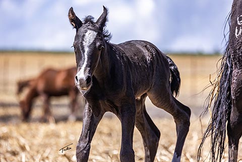 (May 11 filly)
