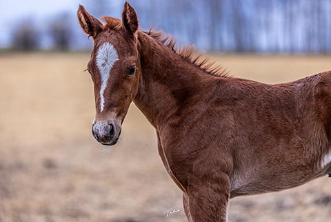 (May 2 colt)
