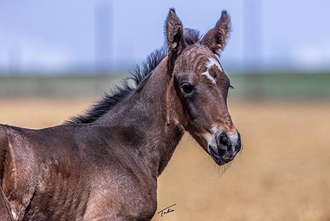 (May 7 filly)