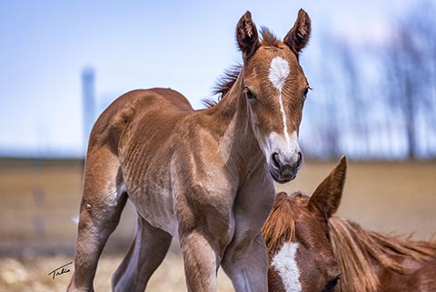 (May 9 filly)