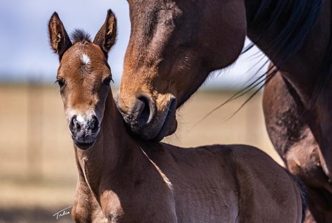 (May 8 filly)