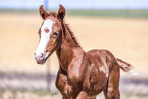 (May 10 filly)