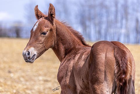 (May 3 colt)