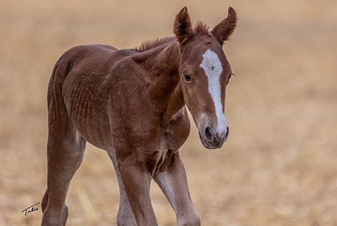 (May 13 colt)