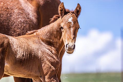 (May 10 colt)