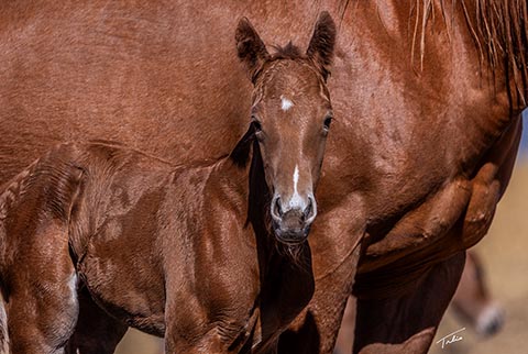 (May 12 colt)