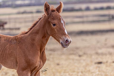 (May 13 filly)