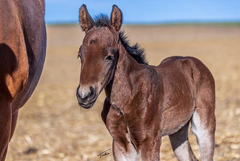 (May 4 colt)