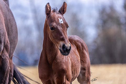 (May 2 filly)